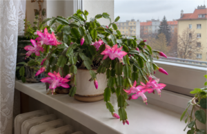 Christmas Cactus: What to Do Now to Make It Bloom for Christmas Christmas cactus with pink flowers in a pot