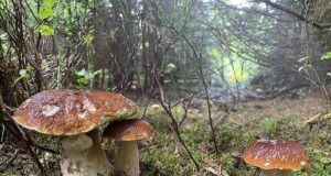 Where to Go Mushroom Picking This Weekend? Good Finds Reported Here, Elsewhere Forests Are Drying Out Mushroom picking in the forest