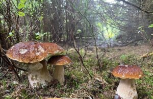 Where to Go Mushroom Picking This Weekend? Good Finds Reported Here, Elsewhere Forests Are Drying Out Mushroom picking in the forest