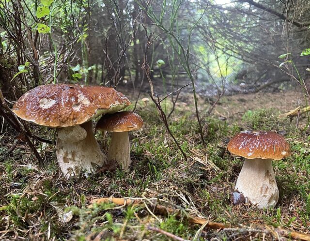 mushroom-picking-3 Mushroom picking in the forest
